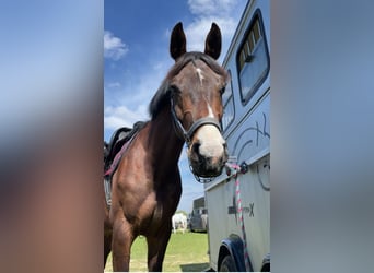 Belgian Warmblood, Gelding, 8 years, 16.1 hh, Bay-Dark