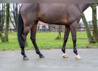 Belgian Warmblood, Gelding, 8 years, 16,1 hh, Brown