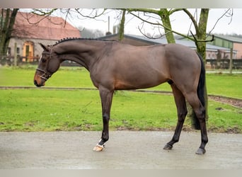 Belgian Warmblood, Gelding, 8 years, 16,1 hh, Brown