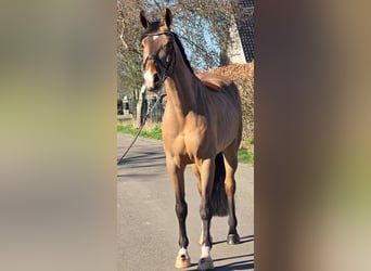 Belgian Warmblood, Gelding, 8 years, 16.2 hh, Brown-Light