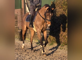 Belgian Warmblood, Gelding, 8 years, 16.2 hh, Brown-Light