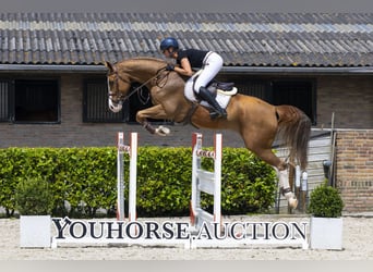 Belgian Warmblood, Gelding, 8 years, 16.2 hh, Chestnut-Red
