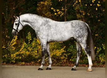 Belgian Warmblood, Gelding, 8 years, 16.3 hh, Grey