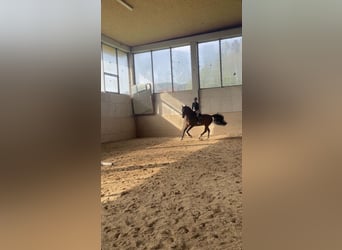Belgian Warmblood, Gelding, 8 years, 16 hh, Brown
