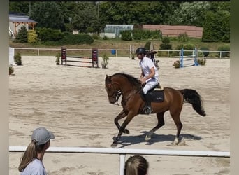 Belgian Warmblood, Gelding, 8 years, 16 hh, Brown