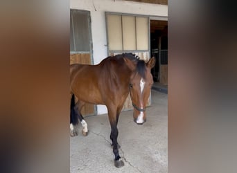 Belgian Warmblood, Gelding, 8 years, 16 hh, Brown
