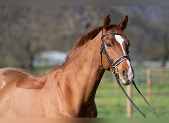 Belgian Warmblood, Gelding, 8 years, 16 hh, Chestnut-Red