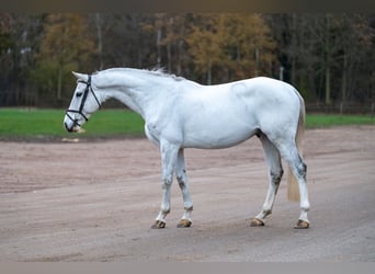 Belgian Warmblood, Gelding, 8 years, 16 hh, Grey