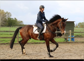 Belgian Warmblood, Gelding, 8 years, 16,1 hh, Bay-Dark