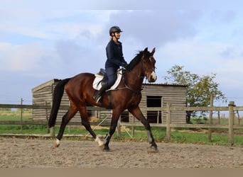 Belgian Warmblood, Gelding, 8 years, 16,1 hh, Bay-Dark