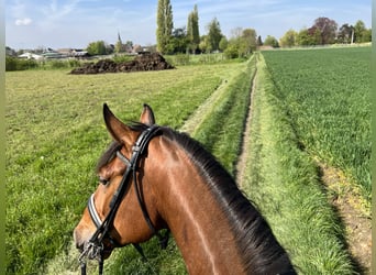 Belgisches Warmblut, Wallach, 8 Jahre, 17,1 hh, Dunkelbrauner