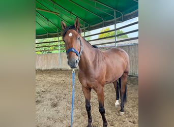 Belgisches Warmblut, Wallach, 8 Jahre, 17,1 hh, Dunkelbrauner