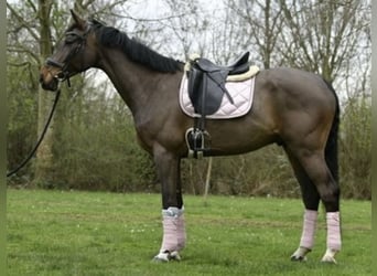 Belgian Warmblood, Gelding, 8 years, 17,1 hh, Bay-Dark