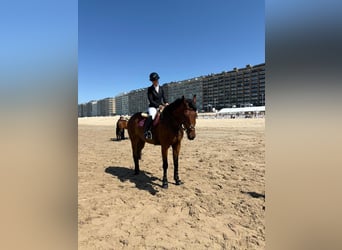 Belgian Warmblood, Gelding, 8 years, 17.2 hh, Brown