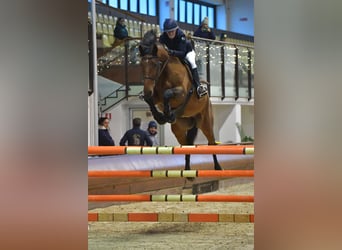 Belgian Warmblood, Gelding, 8 years, 17 hh, Brown