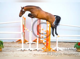 Belgian Warmblood, Gelding, 8 years, 17 hh, Brown