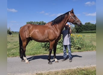Belgian Warmblood, Gelding, 8 years, 17 hh, Brown