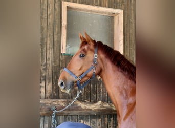 Belgian Warmblood, Gelding, 8 years, 17 hh, Chestnut-Red