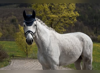 Belgian Warmblood, Gelding, 8 years, 17 hh, Grey-Blue-Tan