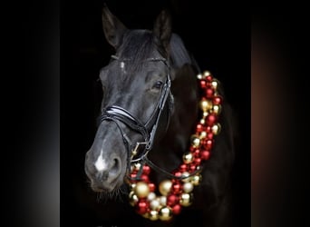 Belgian Warmblood, Gelding, 8 years, 17,1 hh, Smoky-Black