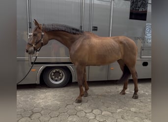 Belgian Warmblood, Gelding, 8 years, 18.1 hh, Chestnut