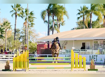 Belgian Warmblood, Gelding, 8 years