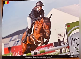 Belgian Warmblood, Gelding, 9 years, 14,2 hh, Bay-Dark