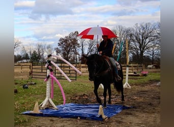 Belgian Warmblood, Gelding, 9 years, 15,3 hh, Black