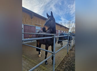 Belgian Warmblood, Gelding, 9 years, 16.1 hh, Bay-Dark