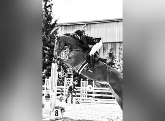 Belgian Warmblood, Gelding, 9 years, 16,1 hh, Chestnut