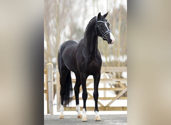 Belgian Warmblood, Gelding, 9 years, 16.2 hh, Black