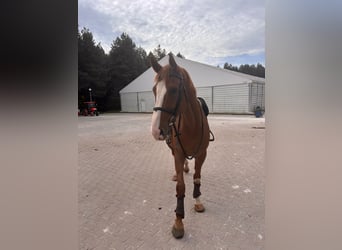 Belgian Warmblood, Gelding, 9 years, 16.3 hh, Chestnut-Red