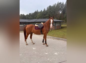 Belgian Warmblood, Gelding, 9 years, 16.3 hh, Chestnut-Red