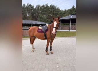 Belgian Warmblood, Gelding, 9 years, 16.3 hh, Chestnut-Red