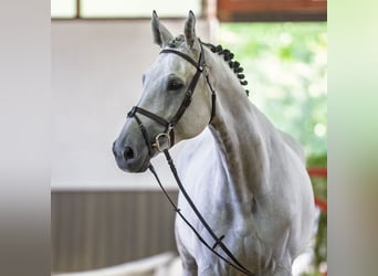 Belgian Warmblood, Gelding, 9 years, 16.3 hh, Grey