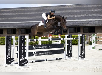 Belgian Warmblood, Gelding, 9 years, 16,1 hh, Bay-Dark