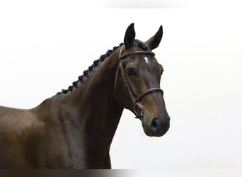Belgian Warmblood, Gelding, 9 years, 16,1 hh, Bay-Dark