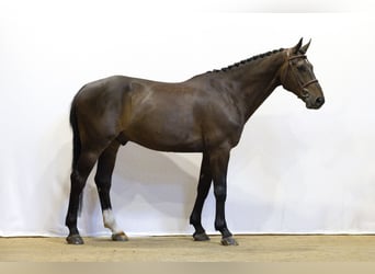 Belgian Warmblood, Gelding, 9 years, 16,1 hh, Bay-Dark
