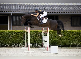 Belgian Warmblood, Gelding, 9 years, 16,1 hh, Bay-Dark
