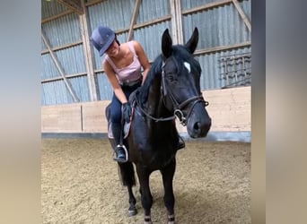 Belgian Warmblood, Gelding, 9 years, 16,1 hh, Black