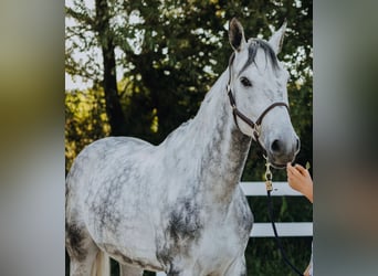 Belgian Warmblood, Gelding, 9 years, 16,2 hh, Grey