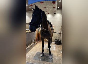 Belgian Warmblood, Gelding, 9 years, 17,2 hh, Brown