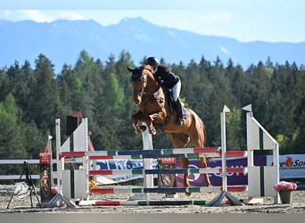 Belgian Warmblood, Gelding, 9 years, 17 hh, Chestnut-Red