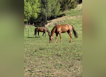 Belgian Warmblood, Gelding, 9 years, 17 hh, Chestnut-Red