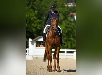 Belgian Warmblood, Gelding, 9 years, 17 hh, Chestnut-Red