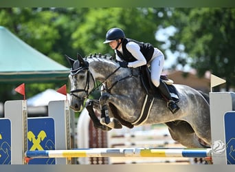 Belgian Warmblood, Gelding, 9 years, 17 hh, Grey