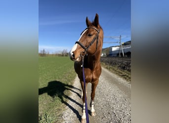 Belgian Warmblood, Gelding, 9 years, Chestnut-Red