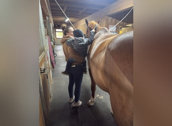 Belgian Warmblood, Gelding, 9 years, Chestnut-Red