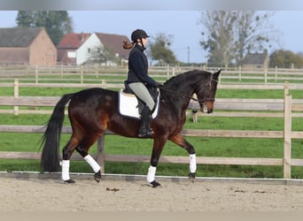 Belgian Warmblood, Mare, 10 years, 16,1 hh, Brown