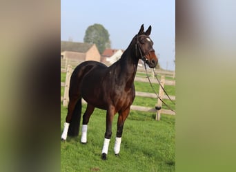 Belgian Warmblood, Mare, 10 years, 16,1 hh, Smoky-Black